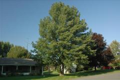 Protected ash tree