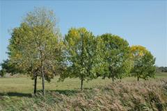 Signs of early infestation in crowns of small trees