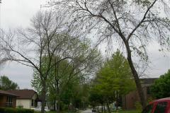 Street trees infested