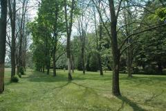 Heavily infested trees in city park setting