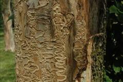 Laval tunnels bark removed