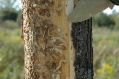 Emerald Ash borer larvae bark removed