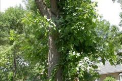 Epicormic shoots developed on an infested ash tree