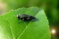 Emerald ash borer adult beetle